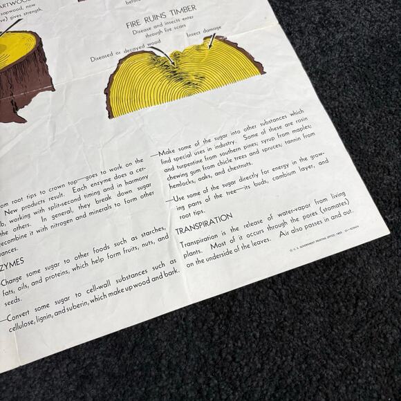 How A Tree Grows Poster Vintage 1955 US Forest Service - Mid Century Ephemera - Picture 5 of 8
